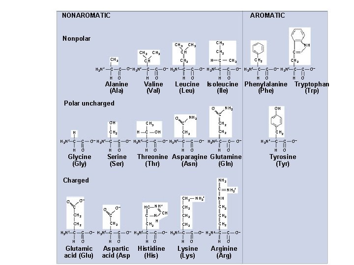 NONAROMATIC Nonpolar CH 3 H 3 N+ C H O O– H 3 N+