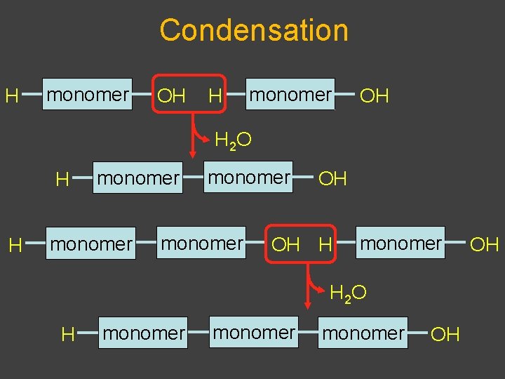 Condensation H monomer OH H 2 O H H monomer OH OH H monomer