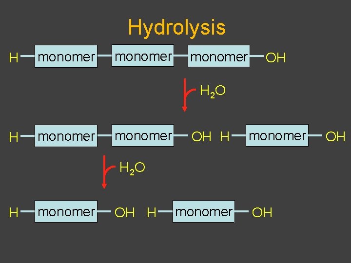 Hydrolysis H monomer OH H 2 O H monomer OH H monomer H 2