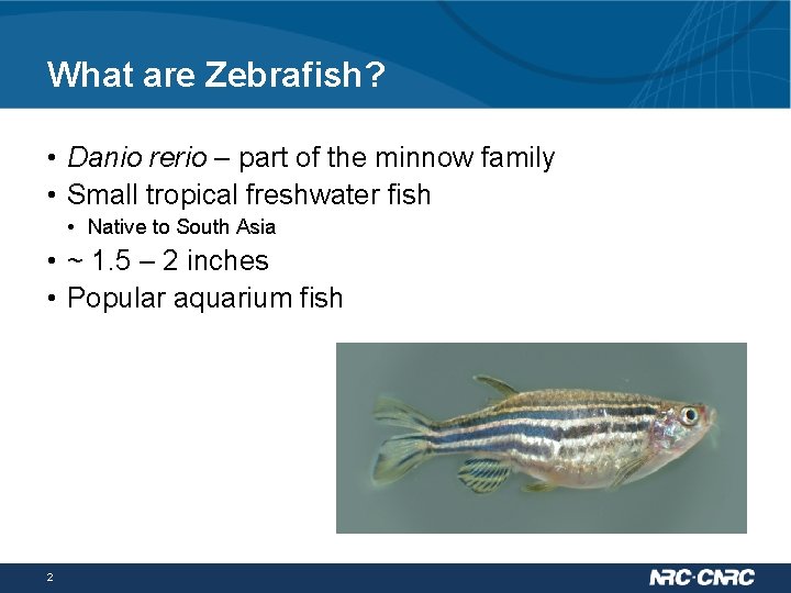 What are Zebrafish? • Danio rerio – part of the minnow family • Small