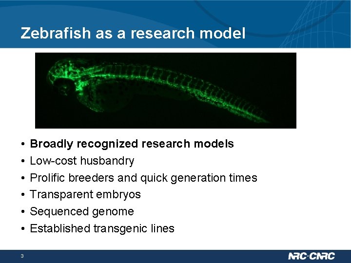 Zebrafish as a research model • • • 3 Broadly recognized research models Low-cost
