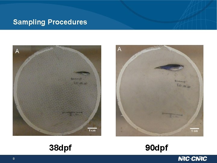 Sampling Procedures 38 dpf 8 90 dpf 