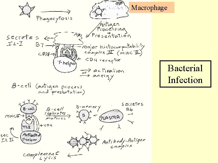 Macrophage Bacterial Infection 