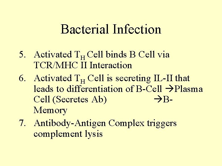 Bacterial Infection 5. Activated TH Cell binds B Cell via TCR/MHC II Interaction 6.