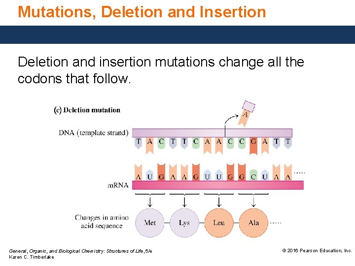 Mutations, Deletion and Insertion Deletion and insertion mutations change all the codons that follow.