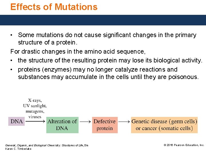 Effects of Mutations • Some mutations do not cause significant changes in the primary