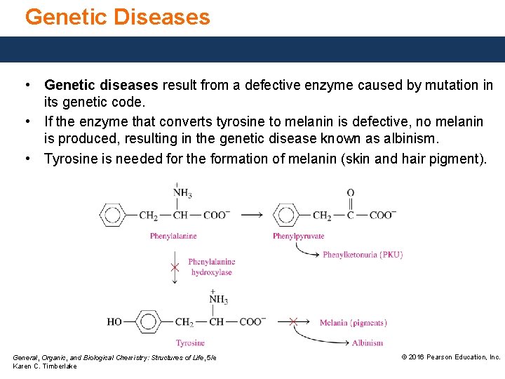 Genetic Diseases • Genetic diseases result from a defective enzyme caused by mutation in