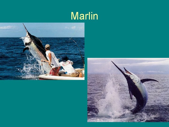 Marlin 