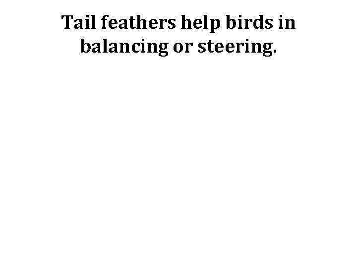 Tail feathers help birds in balancing or steering. 
