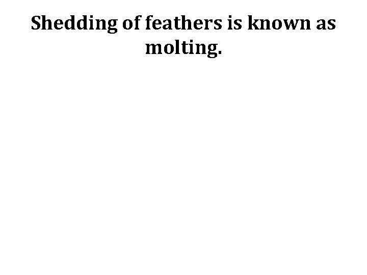 Shedding of feathers is known as molting. 