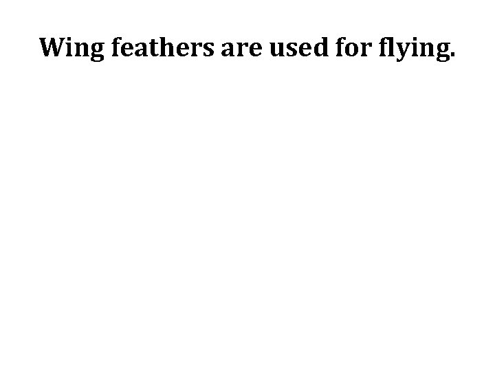 Wing feathers are used for flying. 