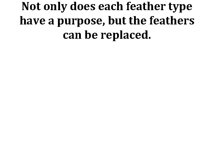 Not only does each feather type have a purpose, but the feathers can be