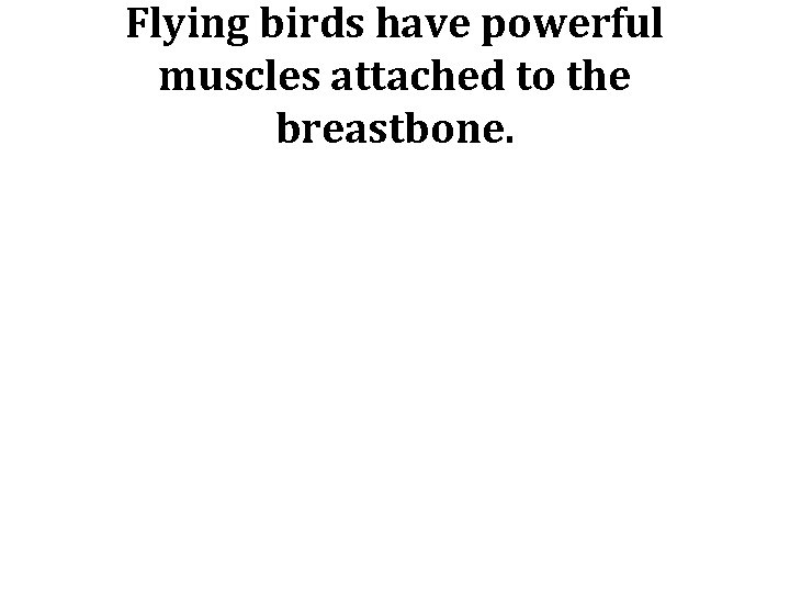 Flying birds have powerful muscles attached to the breastbone. 