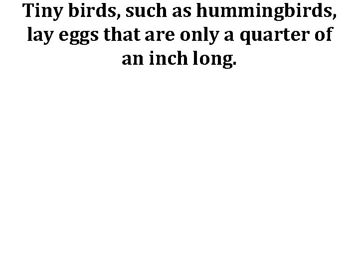 Tiny birds, such as hummingbirds, lay eggs that are only a quarter of an