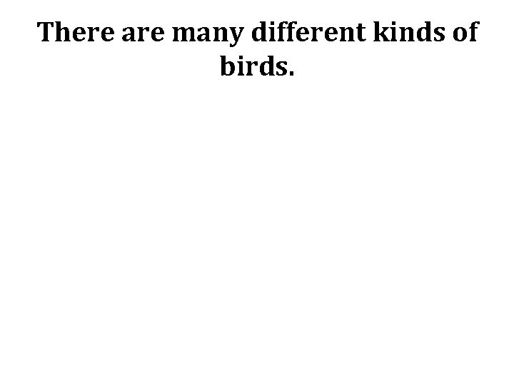 There are many different kinds of birds. 