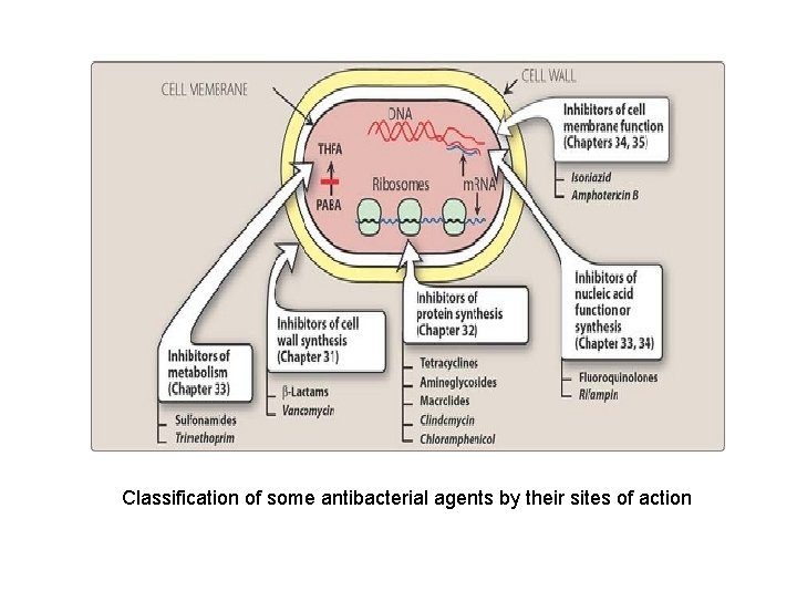 Classification of some antibacterial agents by their sites of action 