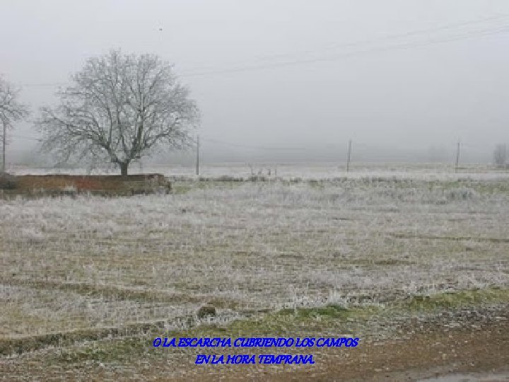 O LA ESCARCHA CUBRIENDO LOS CAMPOS EN LA HORA TEMPRANA. 