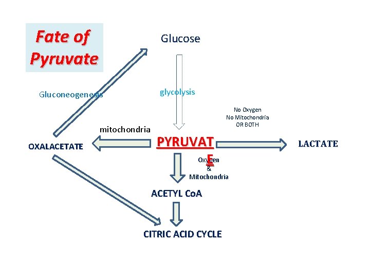 Fate of Pyruvate Glucose glycolysis Gluconeogenesis mitochondria OXALACETATE No Oxygen No Mitochondria OR BOTH