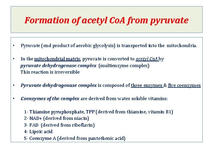 Formation of acetyl Co. A from pyruvate • Pyruvate (end product of aerobic glycolysis)
