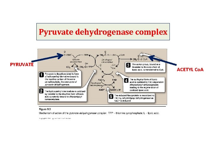 Pyruvate dehydrogenase complex PYRUVATE ACETYL Co. A 