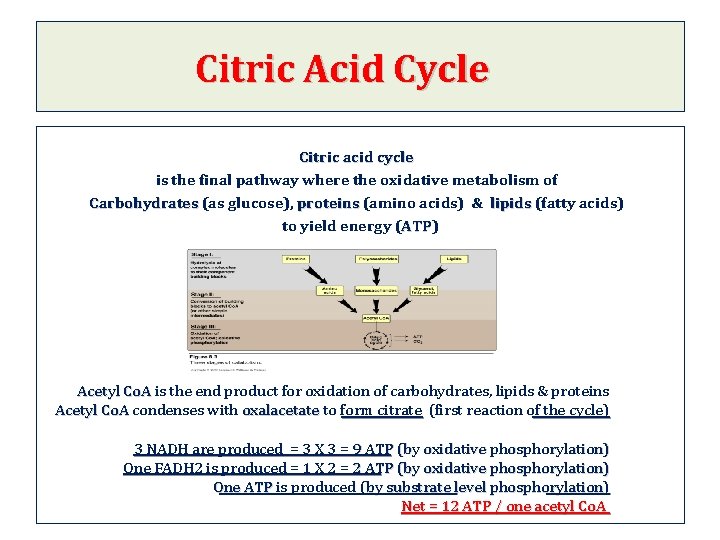 Citric Acid Cycle Citric acid cycle is the final pathway where the oxidative metabolism