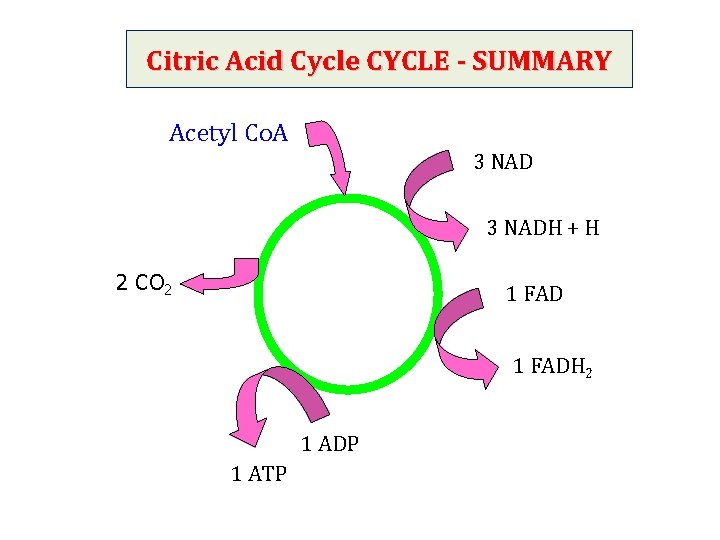 Citric Acid Cycle CYCLE - SUMMARY Acetyl Co. A 3 NADH + H 2