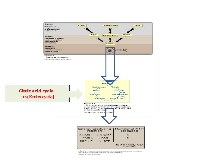 Citric acid cycle or, (Krebs cycle) 