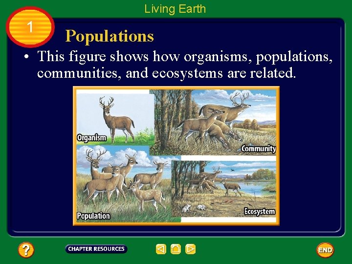 Living Earth 1 Populations • This figure shows how organisms, populations, communities, and ecosystems