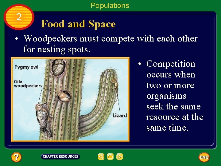 Populations 2 Food and Space • Woodpeckers must compete with each other for nesting