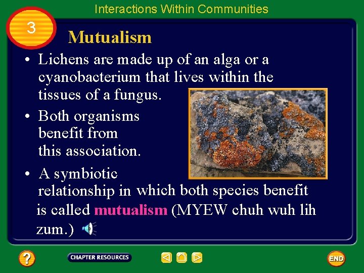 Interactions Within Communities 3 Mutualism • Lichens are made up of an alga or