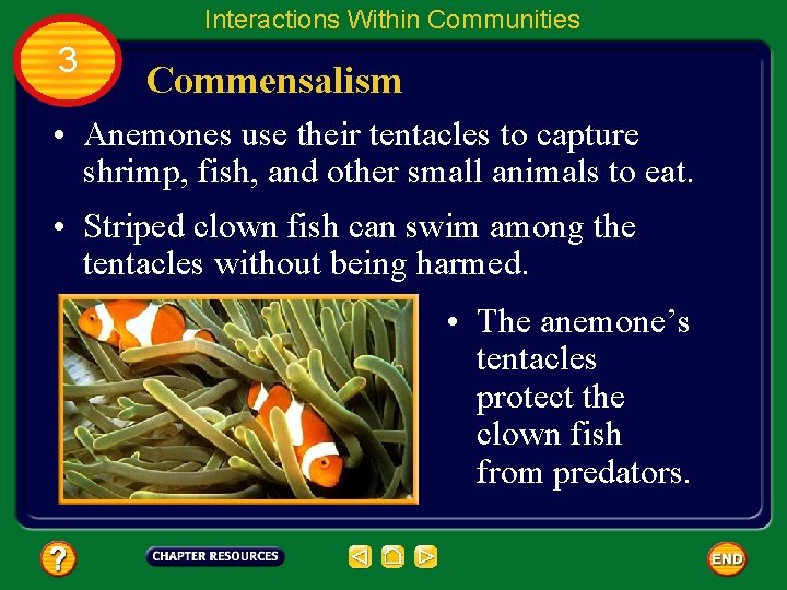 Interactions Within Communities 3 Commensalism • Anemones use their tentacles to capture shrimp, fish,