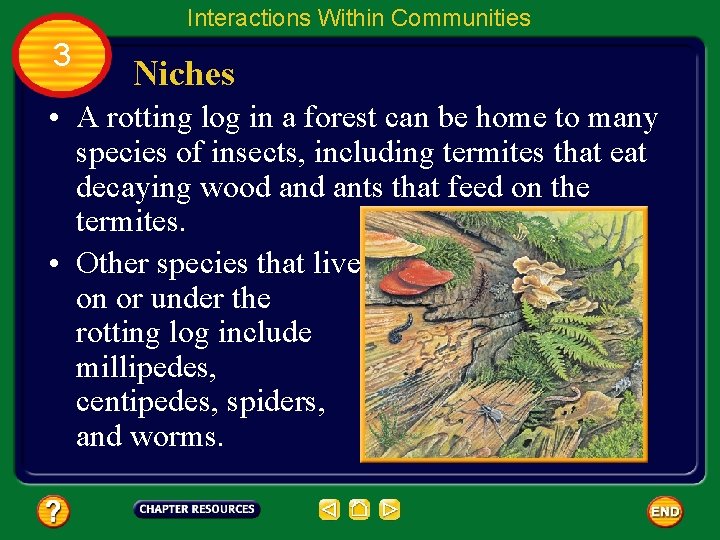Interactions Within Communities 3 Niches • A rotting log in a forest can be