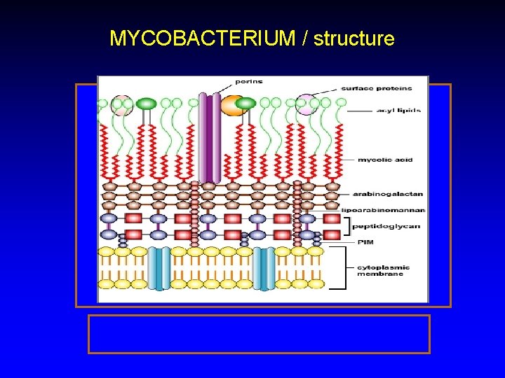 MYCOBACTERIUM / structure 