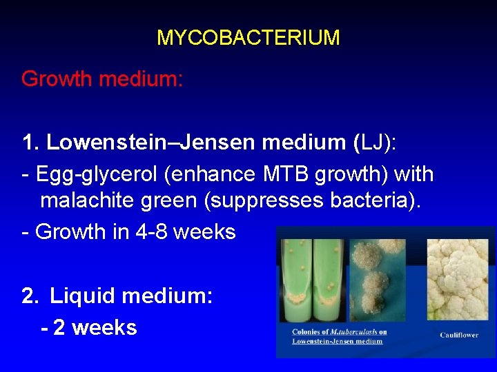 MYCOBACTERIUM Growth medium: 1. Lowenstein–Jensen medium (LJ): - Egg-glycerol (enhance MTB growth) with malachite