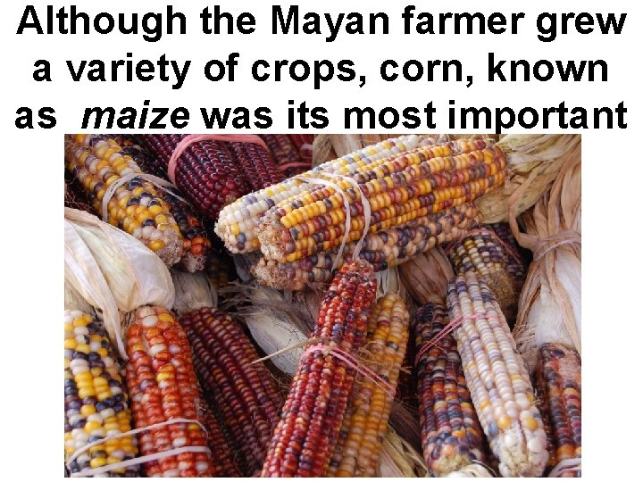 Although the Mayan farmer grew a variety of crops, corn, known as maize was