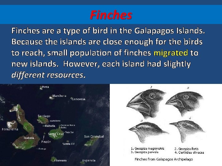Finches are a type of bird in the Galapagos Islands. Because the islands are