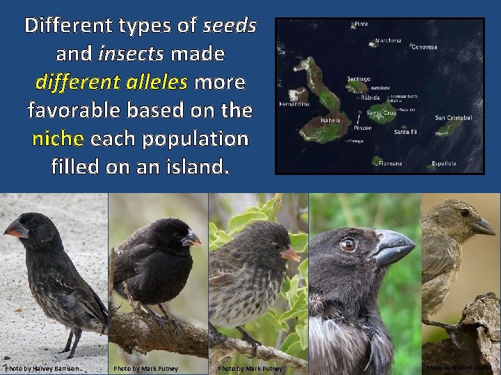 Different types of seeds and insects made different alleles more favorable based on the