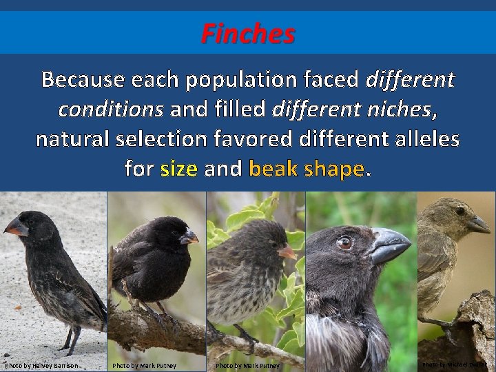 Finches Because each population faced different conditions and filled different niches, natural selection favored