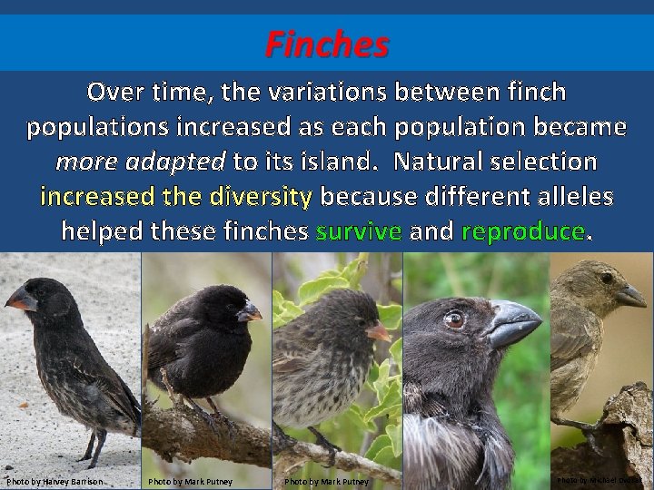 Finches Over time, the variations between finch populations increased as each population became more