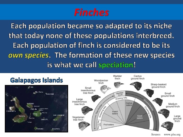 Finches Each population became so adapted to its niche that today none of these