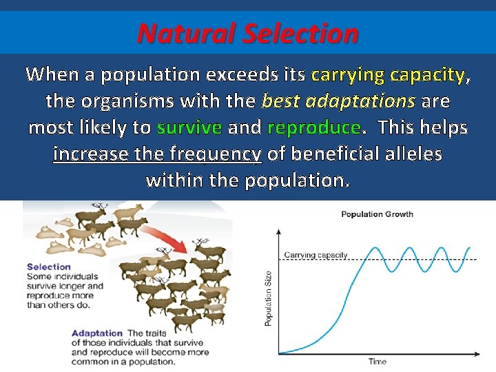 Natural Selection When a population exceeds its carrying capacity, the organisms with the best