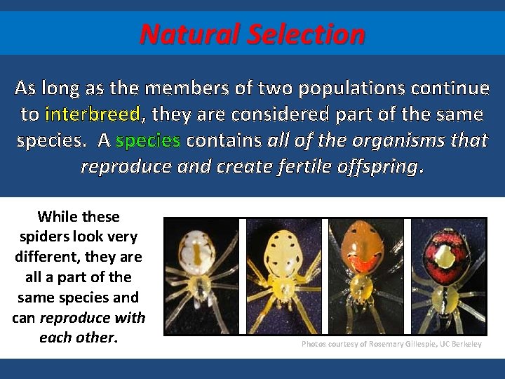 Natural Selection As long as the members of two populations continue to interbreed, they