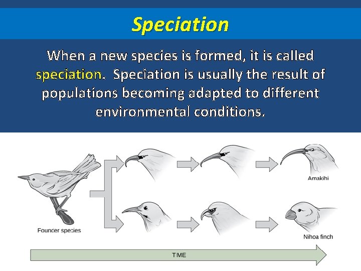 Speciation When a new species is formed, it is called speciation. Speciation is usually
