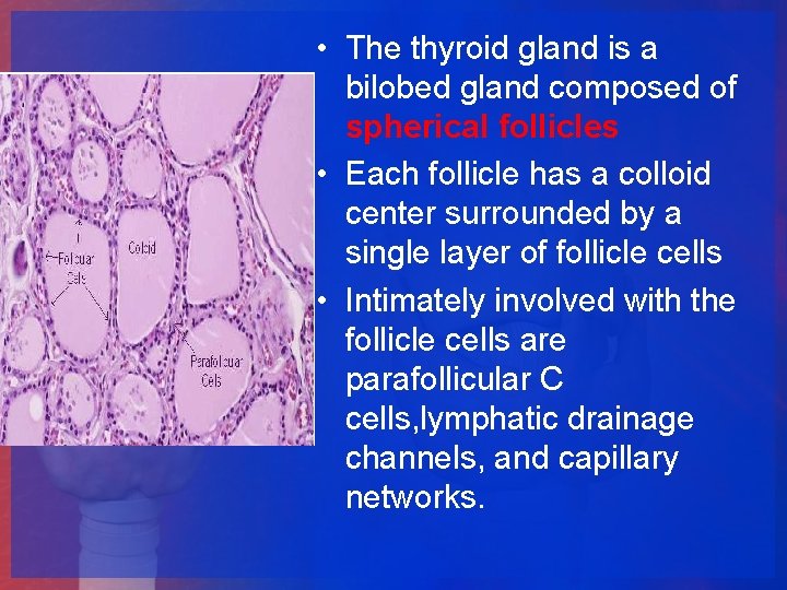  • The thyroid gland is a bilobed gland composed of spherical follicles •