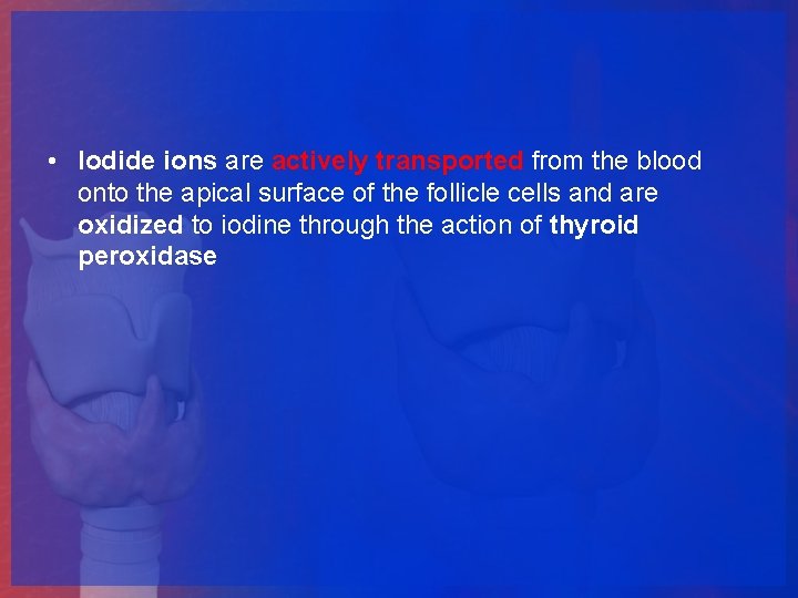  • Iodide ions are actively transported from the blood onto the apical surface