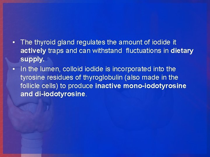  • The thyroid gland regulates the amount of iodide it actively traps and