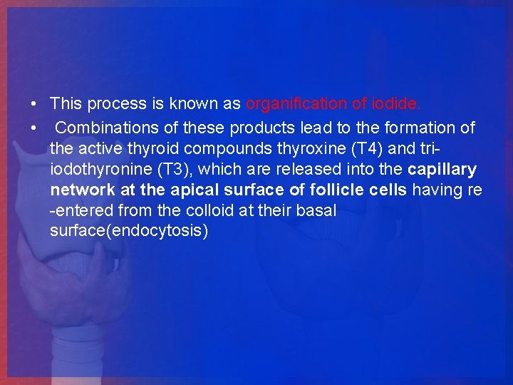  • This process is known as organification of iodide. • Combinations of these