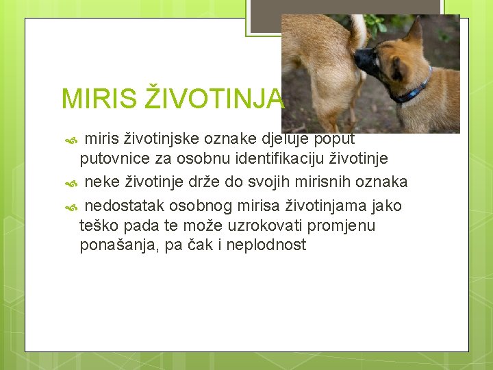 MIRIS ŽIVOTINJA miris životinjske oznake djeluje poput putovnice za osobnu identifikaciju životinje neke životinje