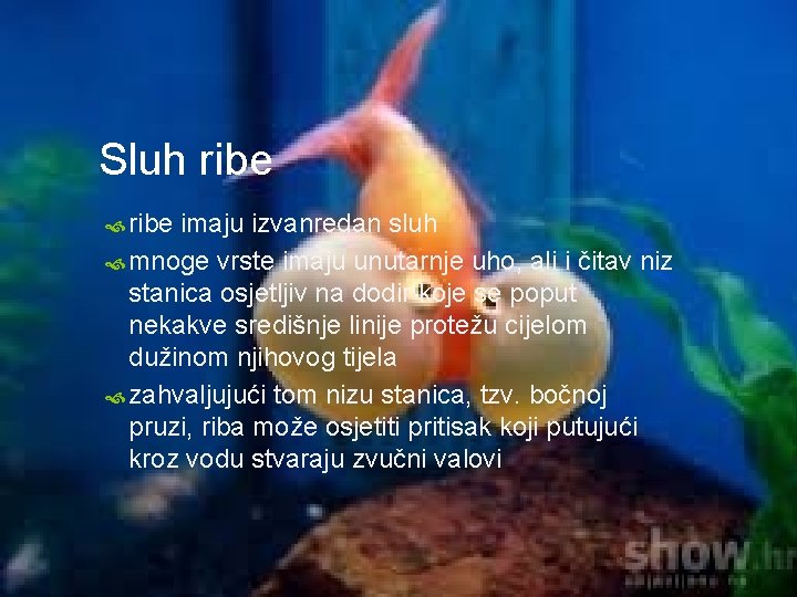 Sluh ribe imaju izvanredan sluh mnoge vrste imaju unutarnje uho, ali i čitav niz