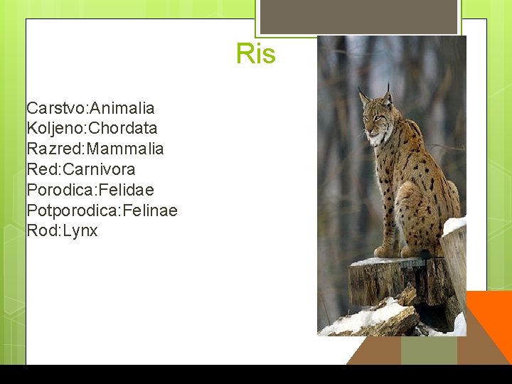 Ris Carstvo: Animalia Koljeno: Chordata Razred: Mammalia Red: Carnivora Porodica: Felidae Potporodica: Felinae Rod: